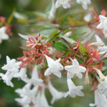 Fleur à Beppu (Oita)