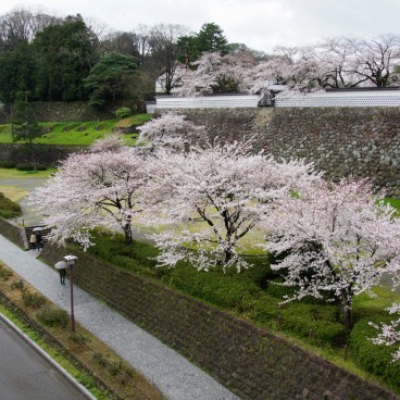Cerisiers en fleurs dans le parc du château de Kanazawa