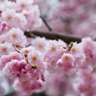 Détail d'une branche de cerisier en fleur dans le parc du château de Kanazawa 5
