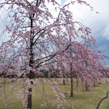 Cerisiers en fleurs dans le parc du château de Kanazawa 4