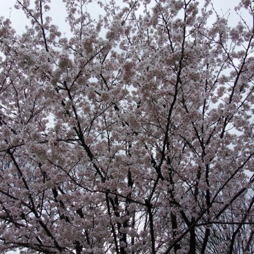 Cerisiers en fleurs dans le parc du château de Kanazawa 6