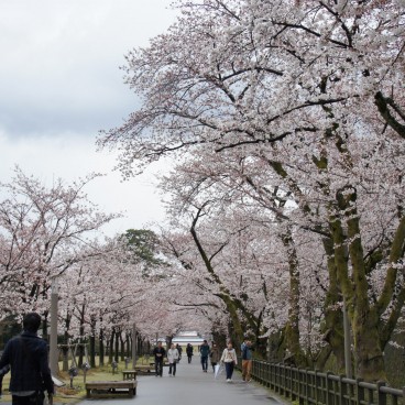 Cerisiers en fleurs dans le parc du château de Kanazawa 7