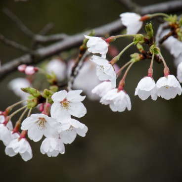 Détail d'une branche de cerisier en fleur dans le parc du château de Kanazawa 6