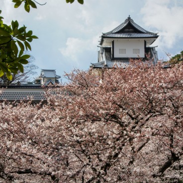 Vue sur le château de Kanazawa et les cerisiers en fleur 3