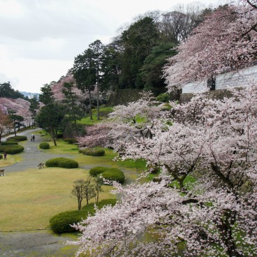 Cerisiers en fleurs dans le parc du château de Kanazawa 2