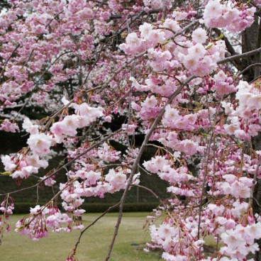 Détail d'une branche de cerisier en fleur dans le parc du château de Kanazawa