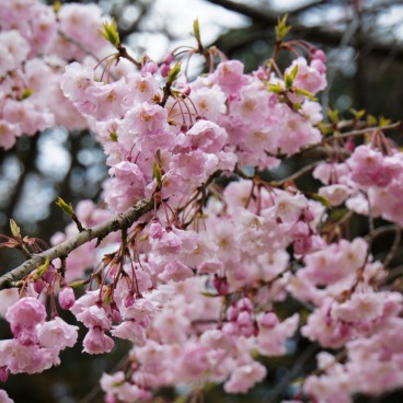 Détail d'une branche de cerisier en fleur dans le parc du château de Kanazawa 2