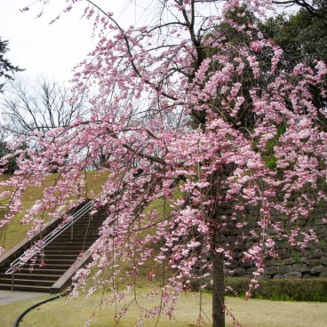 Cerisiers en fleurs dans le parc du château de Kanazawa 3
