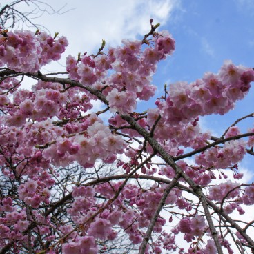 Détail d'une branche de cerisier en fleur dans le parc du château de Kanazawa 3