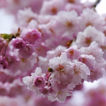 Détail d'une branche de cerisier en fleur dans le parc du château de Kanazawa 4