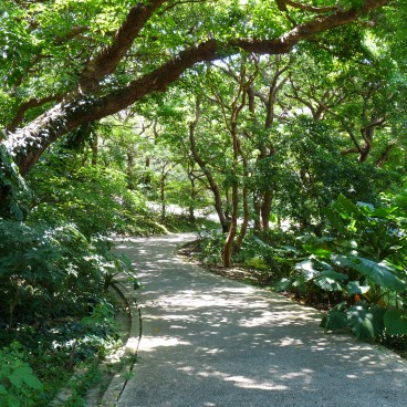 Végétation au château de Shuri (en 2009) 2