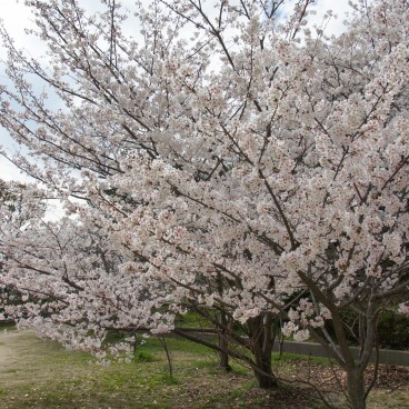 Cerisiers en fleurs au Parc Egeyama à Kobe
