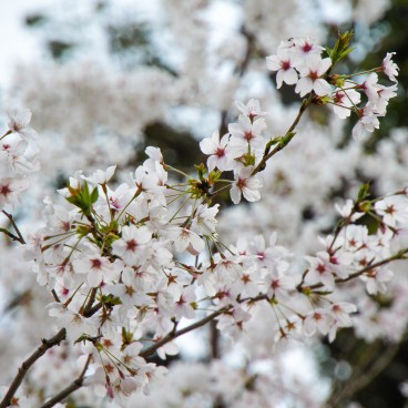 Cerisiers en fleurs au Parc Egeyama à Kobe 4