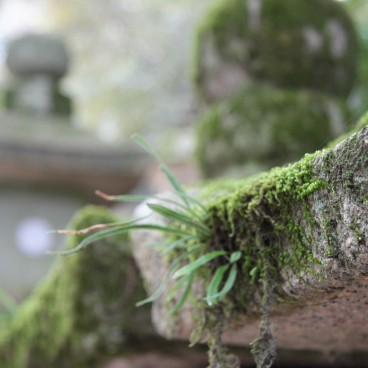 Sanctuaire Kasuga Taisha à Nara, Mousse sur une lanterne de pierre