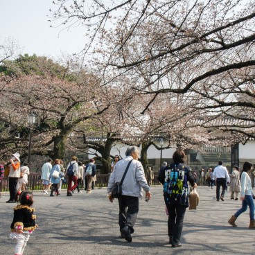 Cerisiers en fleurs au Parc Kitanomaru à Tokyo