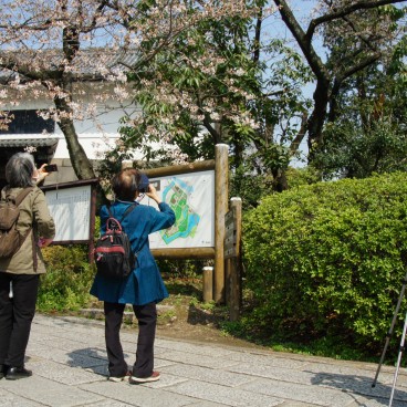 Visiteurs admirant les cerisiers au Parc Kitanomaru à Tokyo