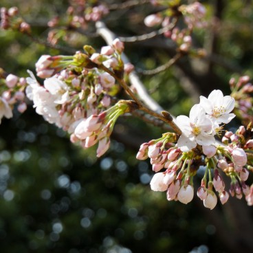 Bourgeons et fleurs de cerisier au Parc Kitanomaru à Tokyo
