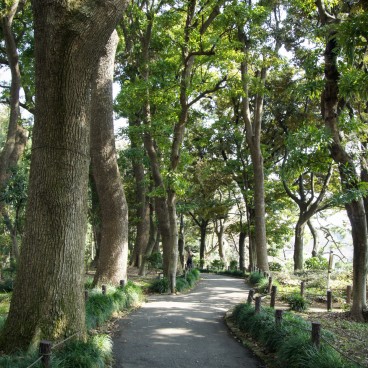Allée du Parc Kitanomaru à Tokyo