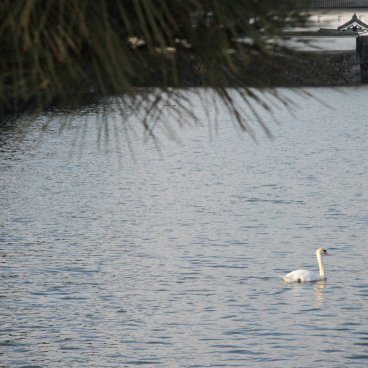 Kokyo Palais Impérial de Tokyo, cygne flottant sur l'eau de la douve