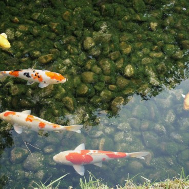 Koraku-en (Okayama), carpes koi dans plan d'eau
