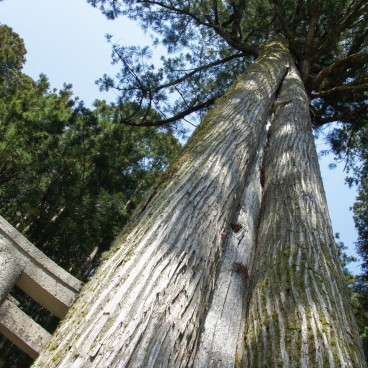 Arbres centenaires du cimetière Okuno-in au Mont Koya