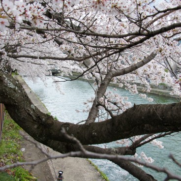 Une branche de cerisier au bord du Canal Okazaki