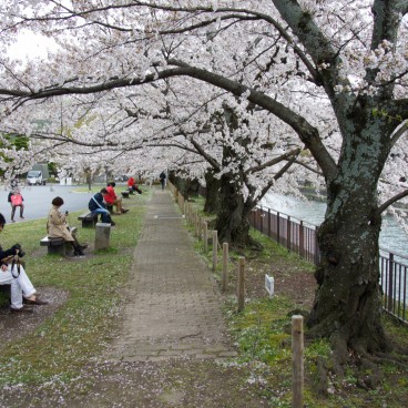 La promenade au bord du Canal Okazaki