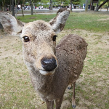 Parc de Nara, cerf shika
