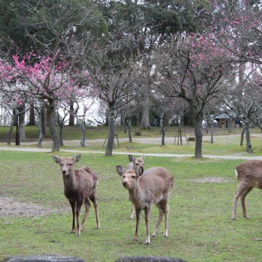 Parc de Nara, cerfs shika au printemps