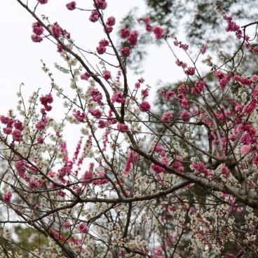 Parc de Nara, Cerisiers en fleurs au printemps