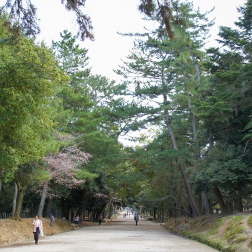 Parc de Nara, allée