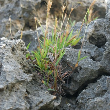 Plage de Mibaru à Okinawa, formations rocheuses 4