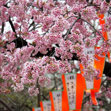 Parc de Ueno, cerisiers précoces Kawazu-zakura en fleurs et lanternes du matsuri 3