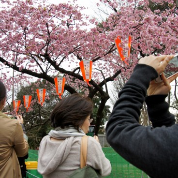 Parc de Ueno, cerisiers précoces Kawazu-zakura en fleurs et visiteurs 2