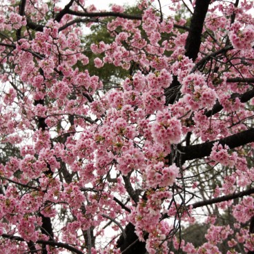 Parc de Ueno, cerisiers précoces Kawazu-zakura en fleurs 2