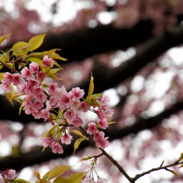 Parc de Ueno, cerisiers précoces Kawazu-zakura en fleurs 3