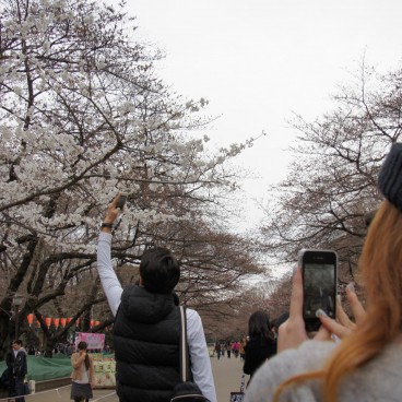 Parc de Ueno, cerisiers en fleurs Somei Yoshino et visiteurs