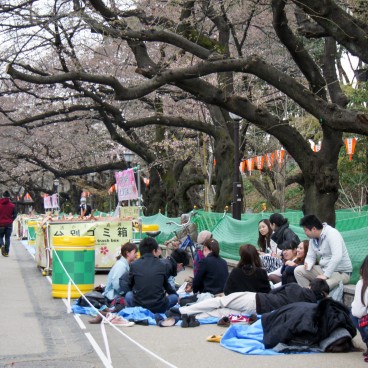 Parc de Ueno, début des cerisiers en fleurs et hanami