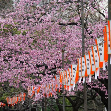 Parc de Ueno, cerisiers précoces Kawazu-zakura en fleurs et lanternes du matsuri