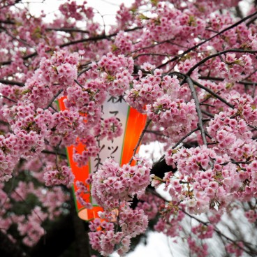 Parc de Ueno, cerisiers précoces Kawazu-zakura en fleurs et lanternes du matsuri 2