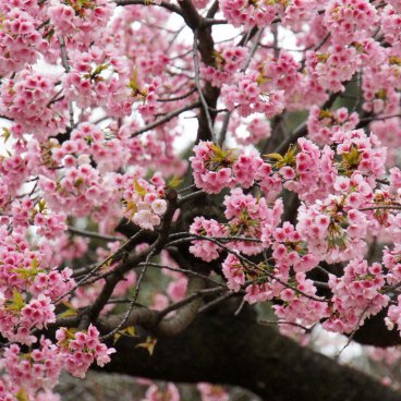 Parc de Ueno, cerisiers précoces Kawazu-zakura en fleurs