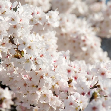 Shinjuku Gyoen (Tokyo), cerisiers en fleurs au printemps 9