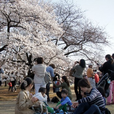 Shinjuku Gyoen (Tokyo), Familles admirant les cerisiers en fleurs au printemps