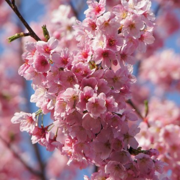 Shinjuku Gyoen (Tokyo), cerisiers en fleurs au printemps 13