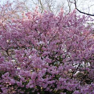 Shinjuku Gyoen (Tokyo), cerisiers en fleurs au printemps 4