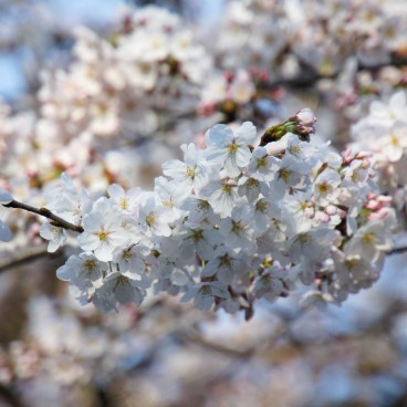 Shinjuku Gyoen (Tokyo), cerisiers en fleurs au printemps 5