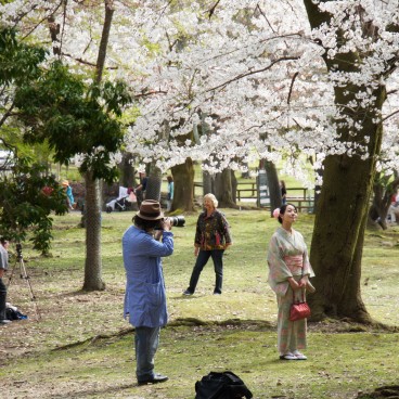 Parc de Nara, Femme en kimono sous les cerisiers en fleurs au Todai-ji 2