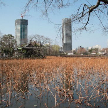 Parc de Ueno, étang de Shinobazu
