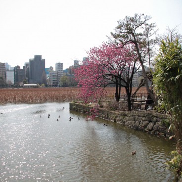 Parc de Ueno, étang de Shinobazu 3