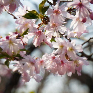 Sanctuaire Yasukuni à Tokyo, Fleurs de cerisiers précoces au début du printemps 2